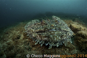 angler fish by Chicco Maggioni 
